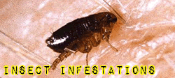 Insect Infestations