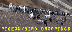Bird, Pigeon & Animal Dropping Cleanup
